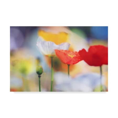 Beata Czyzowska Young 'Poppy Flowers' Canvas Art,16x24